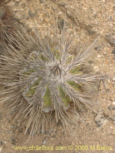 Copiapoa marginataの写真