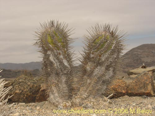 Copiapoa marginataの写真