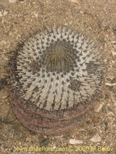 Copiapoa cinerea ssp. columna-albaの写真