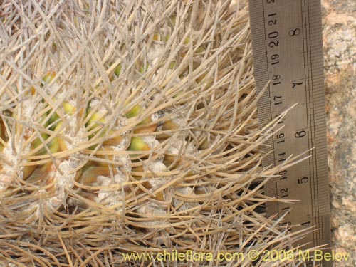 Eriosyce rodentiophilaの写真