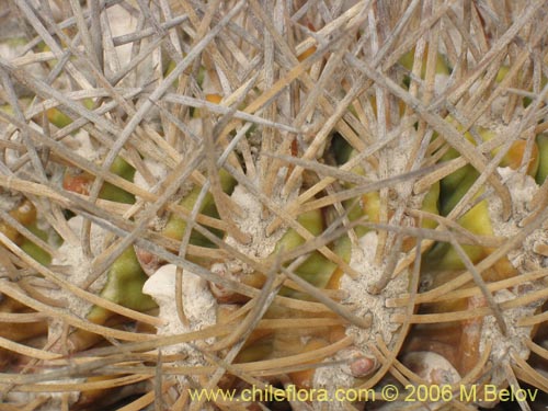 Eriosyce rodentiophilaの写真