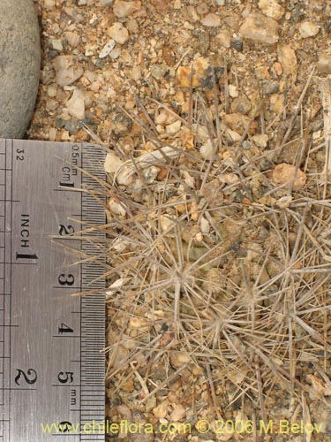 Image of Eriosyce taltalensis ssp. pygmaea (). Click to enlarge parts of image.