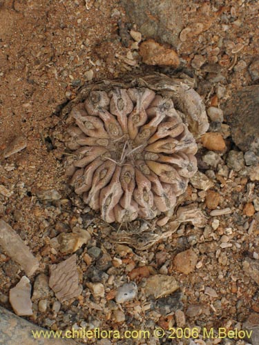 Copiapoa humilisの写真