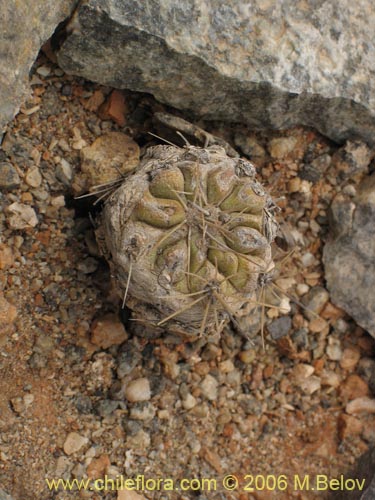 Copiapoa humilisの写真