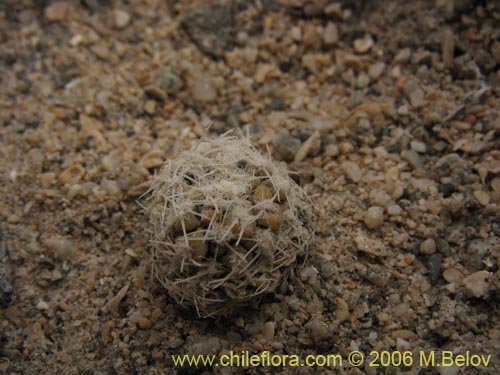 Image of Eriosyce odieri ssp. malleolata (). Click to enlarge parts of image.