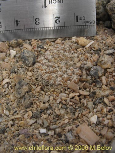 Image of Eriosyce odieri ssp. malleolata (). Click to enlarge parts of image.