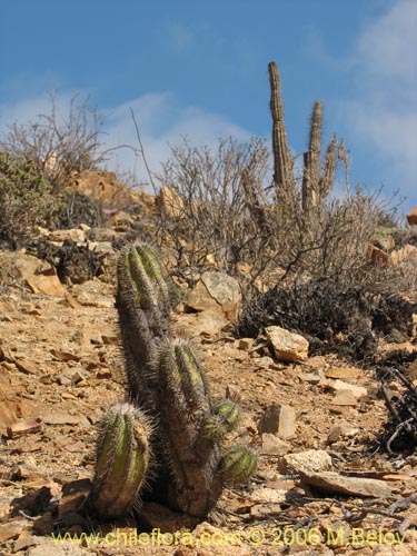 Copiapoa marginataの写真
