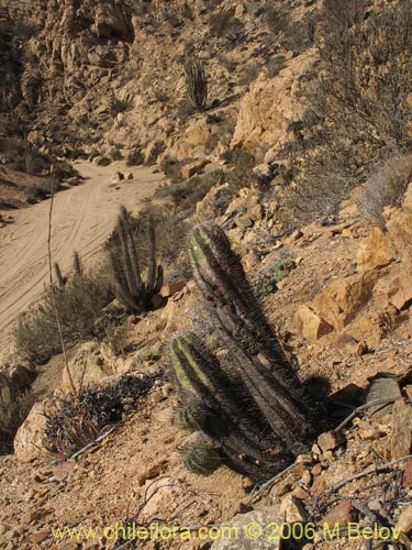 Copiapoa marginataの写真