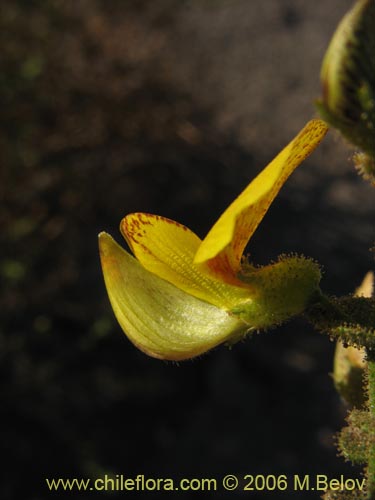 Image of Adesmia sp. #1615 (). Click to enlarge parts of image.