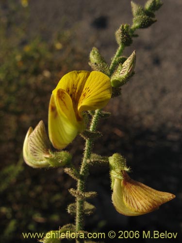 Image of Adesmia sp. #1615 (). Click to enlarge parts of image.