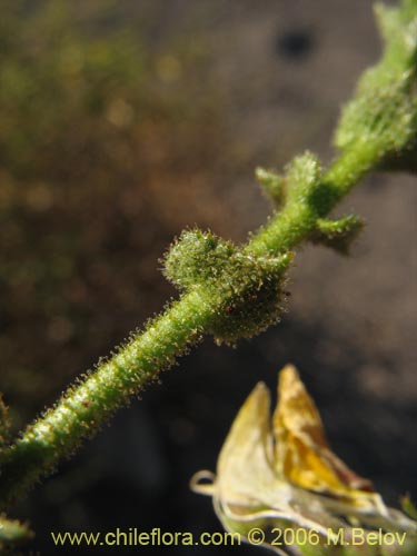 Image of Adesmia sp. #1615 (). Click to enlarge parts of image.