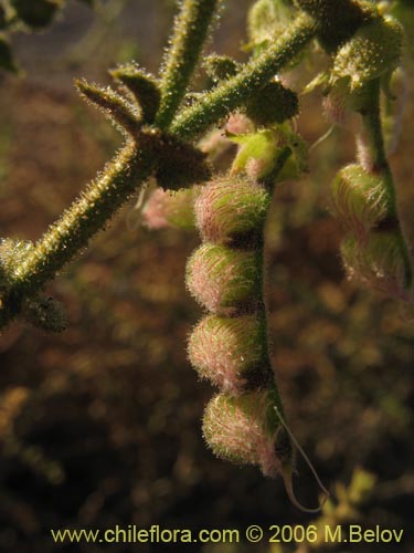 Image of Adesmia sp. #1615 (). Click to enlarge parts of image.