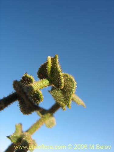 Image of Adesmia sp. #1615 (). Click to enlarge parts of image.