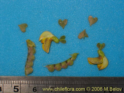 Image of Adesmia sp. #1615 (). Click to enlarge parts of image.