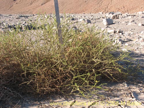 Image of Adesmia sp. #1615 (). Click to enlarge parts of image.