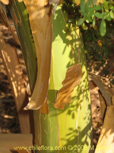 Image of Geoffroea decorticans (Chañar). Click to enlarge parts of image.