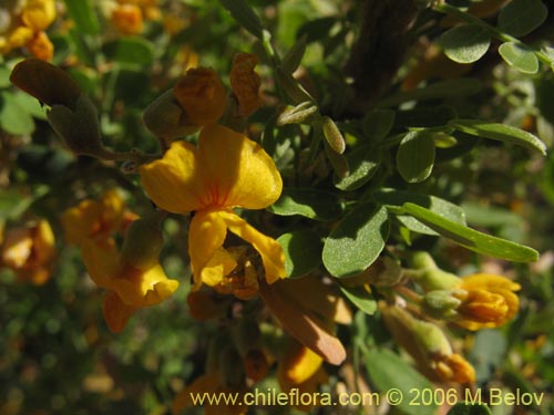 Image of Geoffroea decorticans (Chañar). Click to enlarge parts of image.