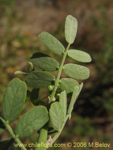 Image of Geoffroea decorticans (Chañar). Click to enlarge parts of image.