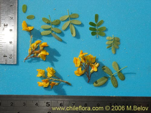 Image of Geoffroea decorticans (Chañar). Click to enlarge parts of image.