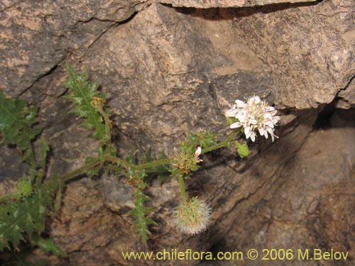 Image of Leucheria runcinata (). Click to enlarge parts of image.