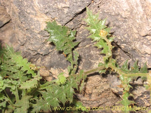 Image of Leucheria runcinata (). Click to enlarge parts of image.