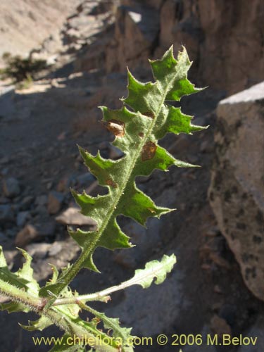 Image of Leucheria runcinata (). Click to enlarge parts of image.