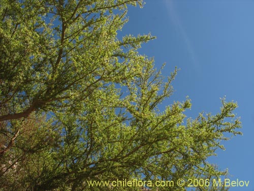 Image of Geoffroea decorticans (Chañar). Click to enlarge parts of image.