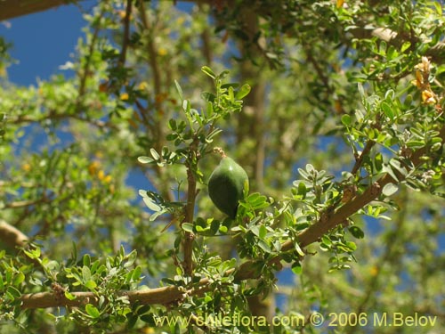 Image of Geoffroea decorticans (Chañar). Click to enlarge parts of image.