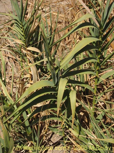 Image of Arundo donax (). Click to enlarge parts of image.