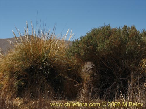 Image of Cortaderia speciosa (). Click to enlarge parts of image.