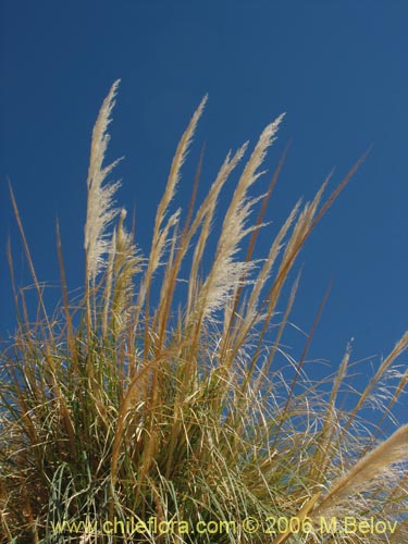Image of Cortaderia speciosa (). Click to enlarge parts of image.