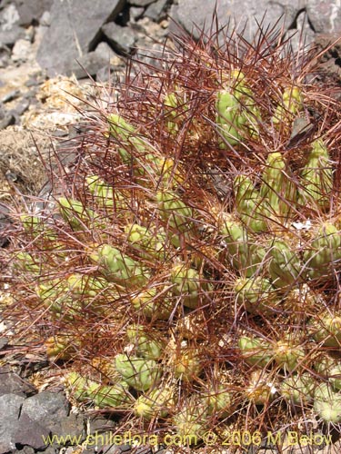 Maihueniopsis coloreaの写真