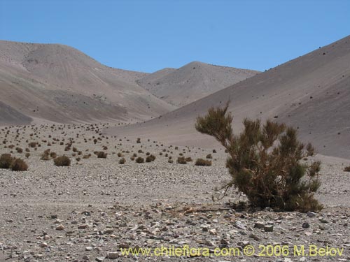 Image of Ephedra breana (). Click to enlarge parts of image.