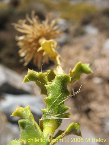Image of Haplopappus sp. #1515 (). Click to enlarge parts of image.
