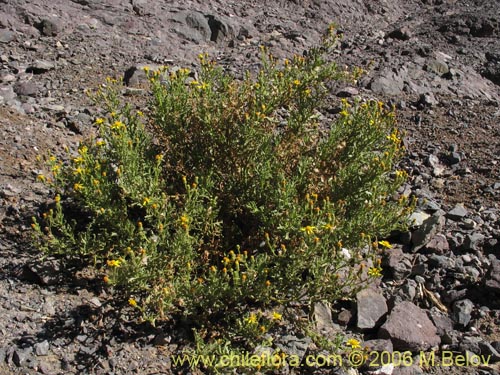 Image of Senecio sp. #1514 (). Click to enlarge parts of image.