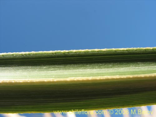 Image of Cortaderia speciosa (). Click to enlarge parts of image.