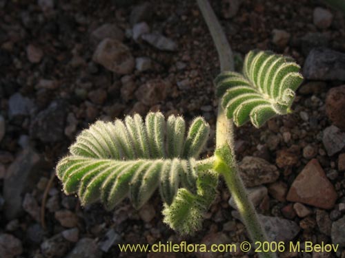 Image of Adesmia sp. #1632 (). Click to enlarge parts of image.