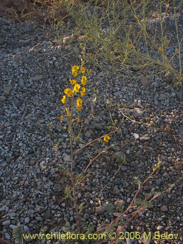 Bild von Adesmia sp. #1633 (). Klicken Sie, um den Ausschnitt zu vergrössern.