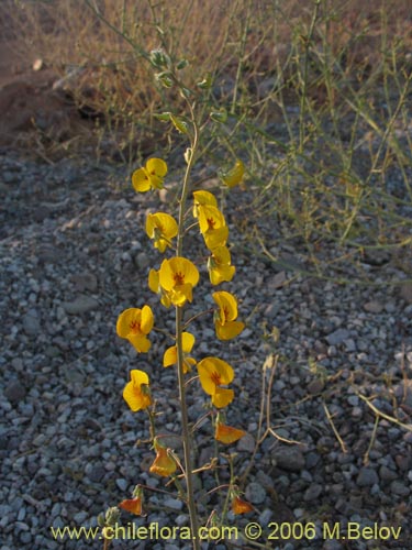 Bild von Adesmia sp. #1633 (). Klicken Sie, um den Ausschnitt zu vergrössern.