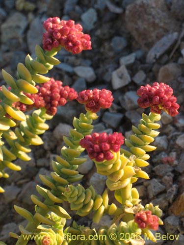 Cistanthe celosioides的照片