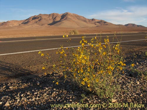 Bild von Adesmia sp. #1633 (). Klicken Sie, um den Ausschnitt zu vergrössern.