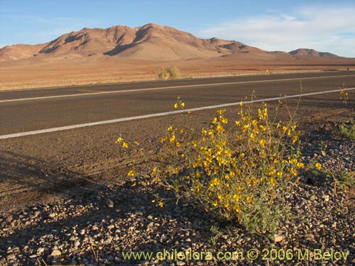 Bild von Adesmia sp. #1633 (). Klicken Sie, um den Ausschnitt zu vergrössern.