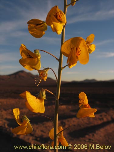 Bild von Adesmia sp. #1633 (). Klicken Sie, um den Ausschnitt zu vergrössern.