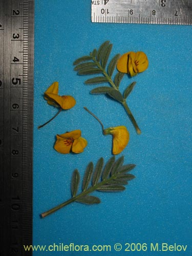 Adesmia sp. #1633의 사진