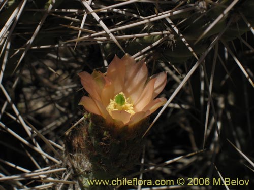 Miqueliopuntia miqueliiの写真