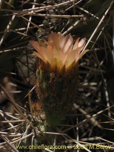 Miqueliopuntia miqueliiの写真