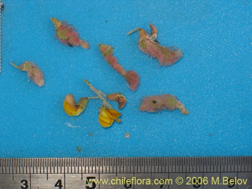 Bild von Adesmia argentea (). Klicken Sie, um den Ausschnitt zu vergrössern.