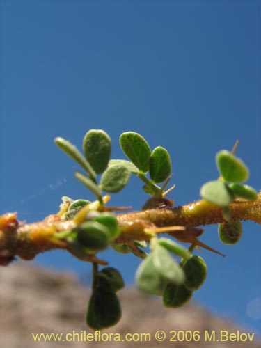 Imágen de Caesalpinia brevifolia (Algarobilla). Haga un clic para aumentar parte de imágen.