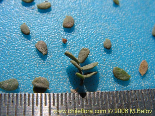 Imágen de Caesalpinia brevifolia (Algarobilla). Haga un clic para aumentar parte de imágen.