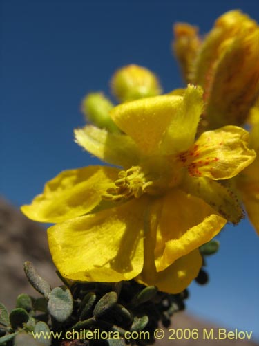 Imágen de Caesalpinia brevifolia (Algarobilla). Haga un clic para aumentar parte de imágen.
